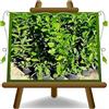 EURO PLANTS VIVAI Lauro Ceraso pianta da siepe in Vaso 18 cm