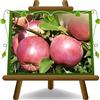 EURO PLANTS VIVAI Melo Fuji Età 2 Anni | Pianta da Frutto Antico su Vaso: ø 20 cm. - *Altezza: 150~170 cm