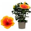 POWERS TO FLOWERS - HYBISCUS, IBISCO ARANCIO BICOLORE, VASO 13CM, pianta vera