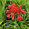 Generic Agapanthus decorazioni giardino esterni giardino d'appartamento resistenti semi 300pcs