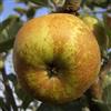 le Georgiche Vivai le Georgiche - Pianta vera di Melo Renetta del Canada Malus domestica 'Renetta del Canada' - vaso Ø 20 cm - altezza alla vendita 140-160 cm
