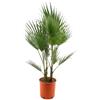 Bloomique - Washingtonia Robusta - Palma messicana - Palma - Piante da giardino - Resistente - Sempreverde - Altezza 130-150 cm - Vaso 26 cm