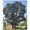 Seeds & Plants Shop by Ipsa Pezzi - 10x Toona Ciliata Indiano Mogano Cedrela Toona Giardino Piante Seme ID1615 - Semi Piante Negozio Samenbank Pfullingen Patrik Ipsa