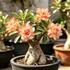 Generic Rizomi di rosa del deserto arancione - Rari balcone da interno 5bulbi