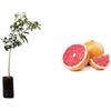 Generico pompelmo rosa albero di agrumi di Sicilia 160 cm