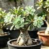 Generic Rizomi di rosa del deserto verde - Rari balcone da interno 5bulbi