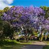 le Georgiche Vivai le Georgiche - Pianta vera di Jacaranda mimosifolia - altezza alla vendita 60-80 cm