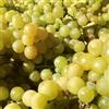 le Georgiche Pianta vera di Uva da tavola bianca Moscato Giallo - Diametro Vaso Ø 15 cm