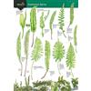 Field Studies Council Key to Common Ferns