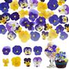Nymora 72 pezzi, 8 tipi di fiori commestibili naturali, secchi, pressati per decorazioni per torte - Mix Viola Tricolore per toppers cupcake, cocktail, Harzschmuckherstellung, artigianato fai-da-te.