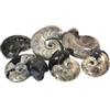 CrystalAge Collection fossiles poli Taille M