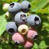 Vivaio Garden Forest Mirtillo Americano Darrow - Varietà Tardiva Gigante, Pianta da Frutto in Vaso, Vaccinium Corymbosum