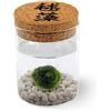 KAKI La Felicità è Nelle Piccole Cose Marimo Originale in Vaso di Vetro con Tappo in Sughero, Fondale Bianco, Ideogramma, Diametro 8cm, Altezza 11cm, Made in Italy