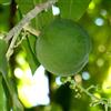 le Georgiche Vivai le Georgiche - Pianta vera di Casimiroa edulis McDill Zapote Blanco, Sapote Bianco - altezza alla vendita 60-80 cm