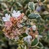 le Georgiche Vivai le Georgiche - Pianta vera di Abelia x grandiflora Magic Daydream - vaso Ø 18 cm
