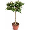 Generico Azalea da Esterno ad Alberello in Vaso 20 | Pianta Acidofila Sempreverde Alta 100-110 cm | Fioritura Primaverile | Prodotta in Italia (Mistral rosa chiaro)