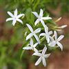 AMDGarden Gelsomino Trifogliato Azoricum Sempreverde Rampicante Profumato Fiore a Stella Bianco in Vaso 18 cm