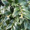 le Georgiche Vivai le Georgiche - Pianta vera di Sarcococca ruscifolia - vaso Ø 15 cm