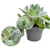 POWERS TO FLOWERS - SALVIA ARGENTEA, VASO 14 CM DIAMETRO, pianta vera