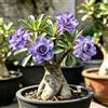 Generic Rizomi di rosa del deserto viola - Rari balcone da interno 3bulbi