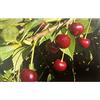 le Georgiche Vivai le Georgiche - Pianta vera di Ciliegio Visciola di Ancona Prunus cerasus Ciliegio aspro - vaso Ø 20 cm - altezza alla vendita 160-180 cm