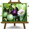 EURO PLANTS VIVAI Passiflora Edulis Pianta da Frutto età 2 anni