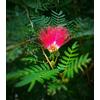 Vivaio di Castelletto Albizia julibrissin mimosa Acacia di Costantinopoli pianta in vaso ø15 cm h 80/100 cm Vivaio di Castelletto