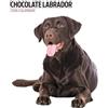 Magnet & Steel Calendario moderno 2026 Labrador Chocolate