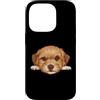 Maltipoo Puppy Lover PS Custodia per iPhone 14 Pro Ritratto ravvicinato del cucciolo di Baby Maltipoo