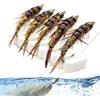 Generisch Esche da pesca a mosca per trote, multifunzionali, e realistiche, con 5 pezzi, esche artificiali d'acqua e esche da pesca, per campeggio, escursionismo, viaggi con zaino in spalla sui
