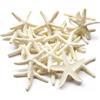 Forever bene 25 Pezzi Stelle Marine in Resina Artificiale 5,8cm - Decorazioni Realistiche per Vasi, Matrimonio, Artigianato Fai da Te, Ornamento Marino Fragile (Crema)