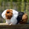 Lilizzhoumax Peluche di Cavia 18cm Simulazione Giocattolo Morbido Porcellino d'India Bambole Animali Selvatici, Regalo per Bambini e Amici Marrone