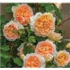 Rose Barni Bathsheba®, rosa viva di Rose Barni®, rosa in vaso English Roses®, fiori grandi a coppa, profumo intenso, colore giallo albicocca, cod. 71072