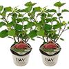 Bloomique - Set di 2 - Hydrangea Pink Annabelle - Ortensia Rosa - Pianta da Giardino - Resistente al Freddo - Alte 40-50 cm - Vaso 19 cm