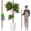 KADAX Monstera Tutor - Tutor in fibra di cocco (150 cm), asta di cocco e bastoncino di schiuma per piante da interno, aiuto per arrampicata e supporto per piante da interno ed esterno