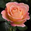 Rose Barni Elle®, rosa viva di Rose Barni®, in vaso, fiori grandi e doppi, profumo intenso, colore sfumato rosa albicocca arancio e giallo, cod. 71104