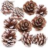 YONGSNOW Pigne naturali da 3 a 4cm pigne per decorazioni per alberi di natale autunno ringraziamento decorazione per ornamenti di natale In confezione da 10/20 di noci sfuse
