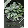 Petal Prodigy Aglaonema (Tascabile)