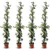 Sunny Tree - 4 pezzi gelsomino, gelsomino toscano, trachelospermum jasminoides, 120 cm, pianta rampicante, resistente all'inverno, A+