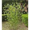 JuanNest Separé Da Esterno Pianta Finta Di Albero Di Bambù Artificiale Per Giardino Domestico,Canniccio Bambu, Schermata Privacy Parete Verde, Steli Di Bambù Finti Con Foglie Di Plastica 1.8m,60 Bamboo