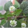 Generic 20 grani Herbe sucrée des Aztèques (Lippia Dulcis) G551 GRAINES D'HERBES DOUCES AZTÈQUES