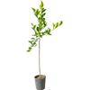 Generico Pianta di Arancio Sanguinello Moscato - Immagine reale