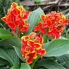 le Georgiche Vivai le Georgiche - Pianta vera di Canna indica Cannova Red Golden Flame Canna fiorifera, Canna d'India - vaso Ø 14 cm