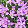 Generic Semi di isotoma - Isotoma fluviatilis semi di biologici, bomboniere esotico copertura del terreno rari estivi per i luoghi soleggiati 300pcs