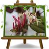 EURO PLANTS VIVAI Lonicera Caprifolium (Bianca) Pianta Rampicante | Fioritura profumata particolarmente decorativa e persistente - Vaso 18 cm Altezza 160~180 cm