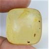 Gemsmyriad 100% Naturale Giallo Ambra con Piccolo Insetto Inside 11.15 KT Certificato Gemma