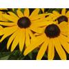 Generic 50 graines de fleurs jaunes Susan Rudbeckia Hirta aux yeux noirs * Peigne S/H