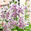 Generic semi di angelonia da ombra, balcone, angelonia angustifolia, giardino roccioso resistenti, decorativi tappezzante perenne resistente 200pcs
