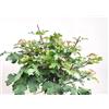 Generisch Acero da campo Acer Campestre Nanum 60-100 cm