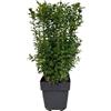 Oasis of Life Buxus sempervirens - 6 piante per 1 metro lineare - bosso comune - pianta di siepe sempreverde in vaso da 17 cm - altezza circa 45 cm - impermeabile e facile da pulire per siepi